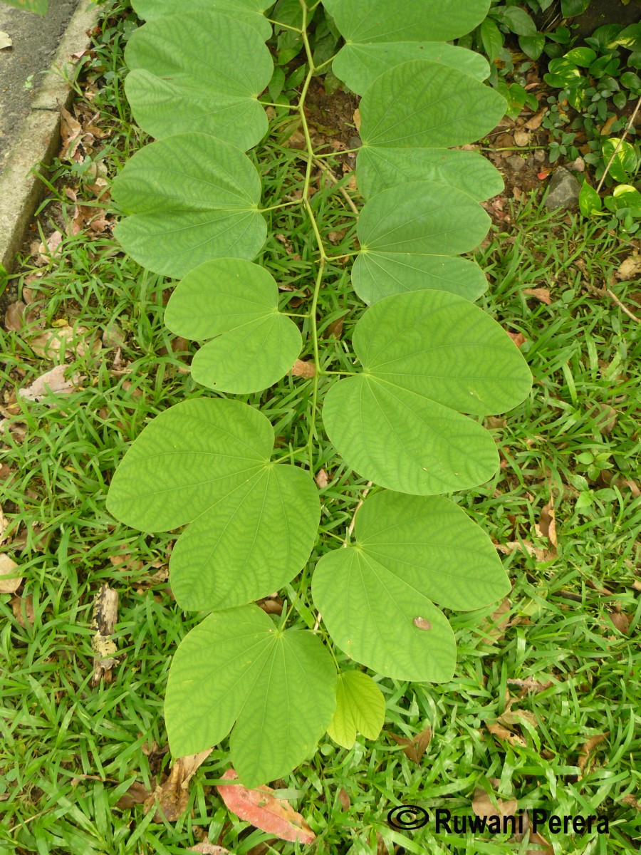 Bauhinia acuminata L.